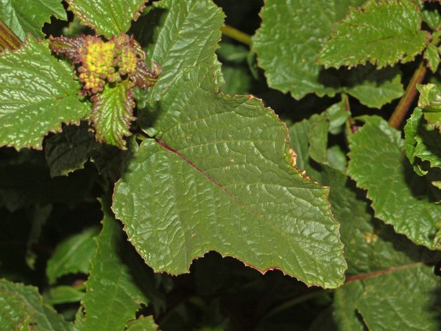 Una pianta dai fiori gialli Sinapis arvensis